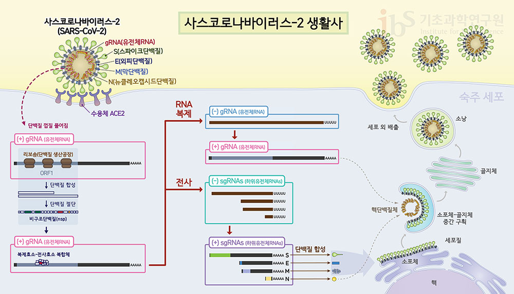 사스코로나바이러스-2가 세포에 침입한 뒤 만들어낸 RNA중합효소는 바이러스 증식에 핵심적인 역할을 한다. 바이러스의 유전체RNA(gRNA)를 대량으로 복제하는 한편, 하위 유전체RNA(sgRNA)를 전사하여 바이러스 구조물을 만든다.