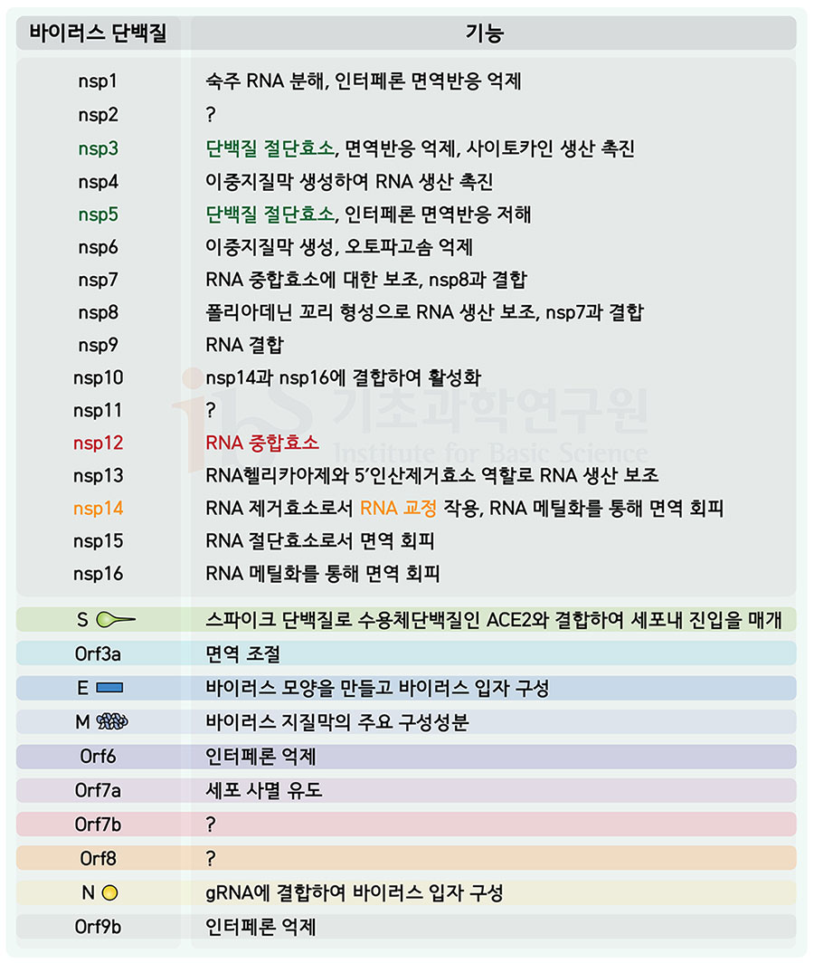 지금까지 밝혀진 사스코로나바이러스-2 단백질들의 기능