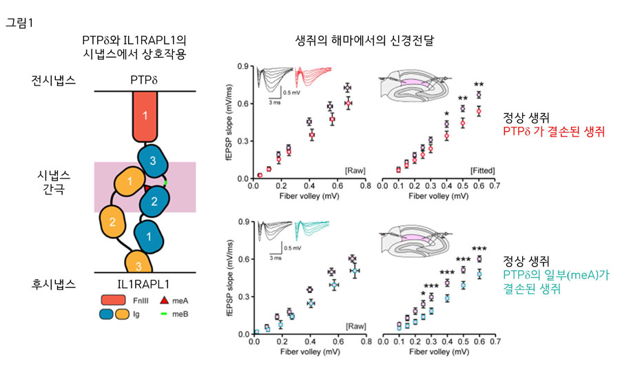 그림 1. 시냅스에서 PTPδ단백질과 IL1RAPL1단백질의 상호작용 및 신경전달 조절