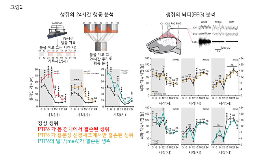 그림 2. PTPδ단백질이 결손된 생쥐 모델에서 관찰된 비정상적인 수면