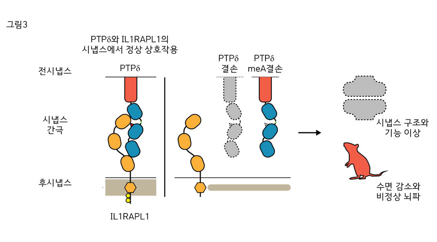 전시냅스의 PTPδ단백질과 후시냅스의 IL1RAPL1단백질은 서로 상호작용하여 시냅스를 생성한다. meA 스플라이스 펩타이드(붉은삼각형)가 이 상호작용에 필수적이다. PTPδ단백질 전체 또는 PTPδ단백질의 일부(meA 스플라이스 펩타이드)가 결손된 생쥐는 시냅스 생성이 감소하고 정상적인 수면 조절이 방해되며 수면 뇌파가 감소한다.