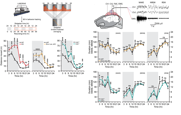 Figure 2. Deletion of PTPδ in mice leads to hyperactivity and decreased non-REM sleep.