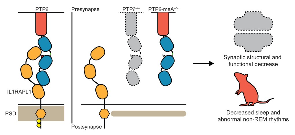 Figure 3. Schematic depicting the key findings of the study.