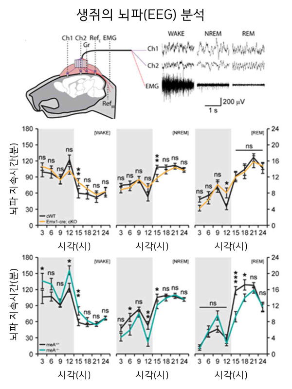 뇌파검사(Electroencephalogram, EEG)는 많은 신경뇌질환에 동반되는 수면장애 여부를 확인하기 위해 진행된다. 연구팀은 깨어 있을 때의 뇌파(WAKE)와 두 종류의 수면 뇌파(깊은 수면 관련 non-REM 뇌파, 꿈 관련 REM 뇌파)들을 관찰하였다. PTPδ단백질 결손 생쥐에서 깊은 수면 관련 non-REM 뇌파가 감소되어 있음을 확인하였다. (PTPδ단백질 결손 생쥐 : 흥분성 신경세포에서의 PTPδ단백질 결손 생쥐[주황색], PTPδ단백질의 일부인 meA 스플라이스 펩타이드 결손 생쥐[파란색])