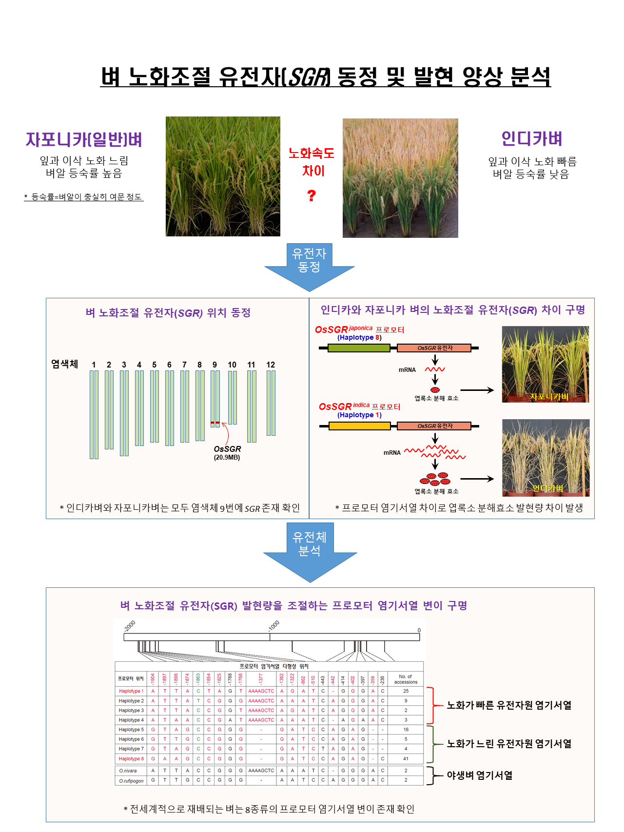 [그림 1] 벼 노화조절 유전자(OsSGR) 동정 및 발현 양상 분석 모식도