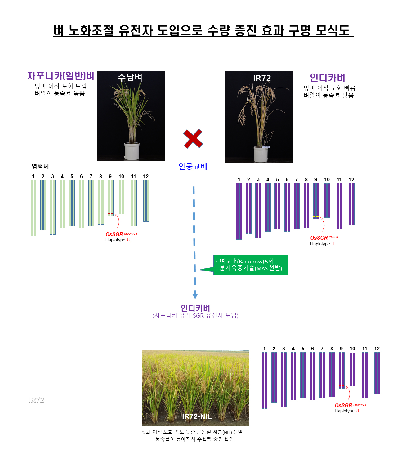 [그림 2] 벼 노화조절 유전자 도입으로 수량증진 효과 구명 모식도
