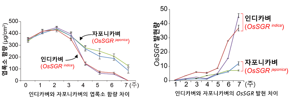 [그림 3-1] 인디카벼와 자포니카벼의 엽록소 함량과 OsSGR 유전자 발현 변이