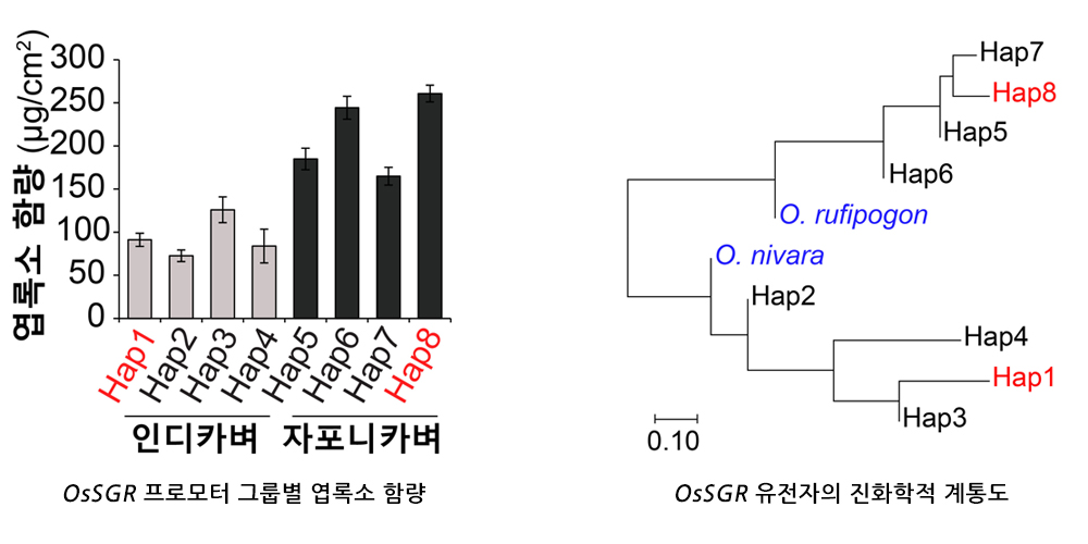 [그림 3-2] OsSGR 염기서열 다양성과 진화학적 계통도