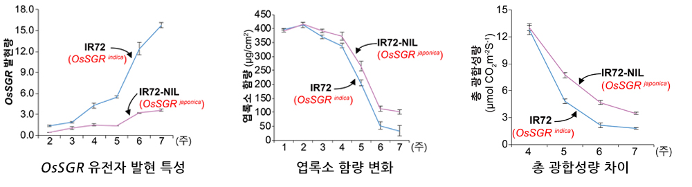 [그림 4] 자포니카 유래 OsSGR 유전자 도입된 인디카벼-NIL계통의 생리적 특성