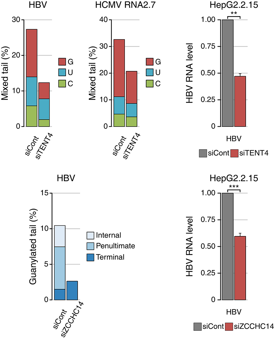 그림 1. (위) TENT4 단백질과 (아래) ZCCHC14 단백질 결핍 시 두 바이러스의 혼합꼬리가 줄어들고 RNA 안정성이 줄어든다.