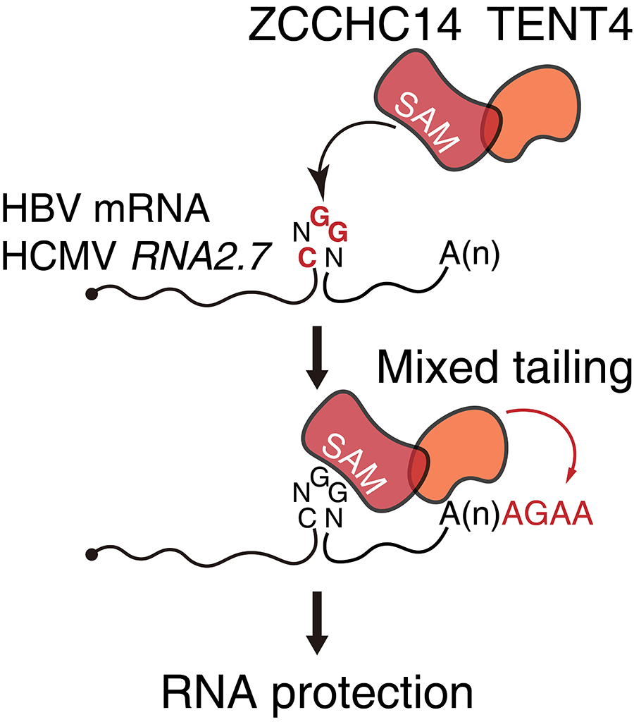 그림 2. TENT4 단백질, ZCCHC14 단백질 복합체의 혼합꼬리 생성과 바이러스 RNA 안정화 메커니즘