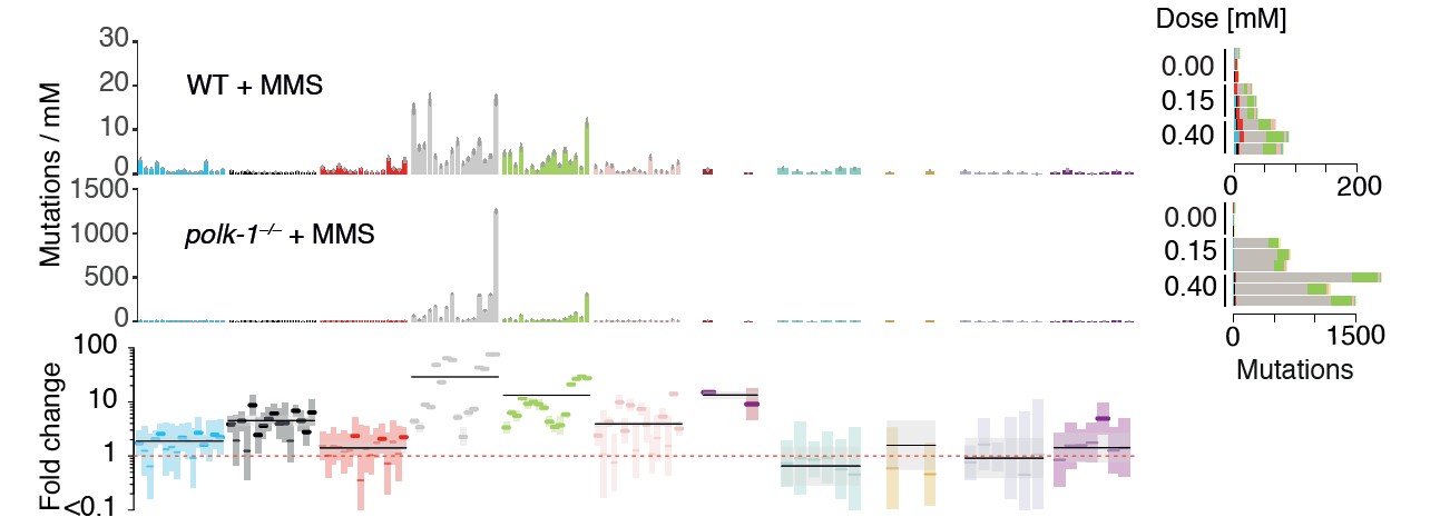 Figure 2 Example of base substitutions caused by the mutagen MMS (methyl-methan sulfonate) differ between WT (upper panel) and polk DNA repair defective strains (lower panel), T>A changes (indicted in gray) being increased >30 times.