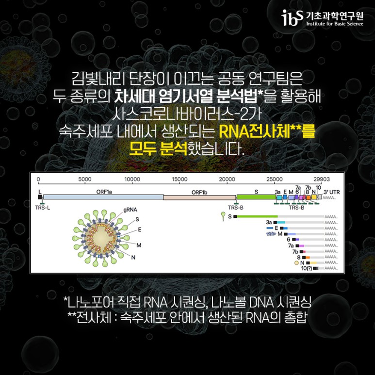 사스코로나바이러스-2 고해상도 유전자 지도 완성! 이미지3로서 자세한 내용은 하단에 위치해 있습니다.