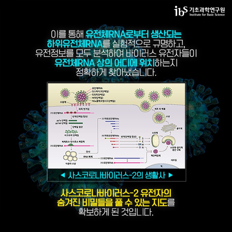 사스코로나바이러스-2 고해상도 유전자 지도 완성! 이미지4로서 자세한 내용은 하단에 위치해 있습니다.