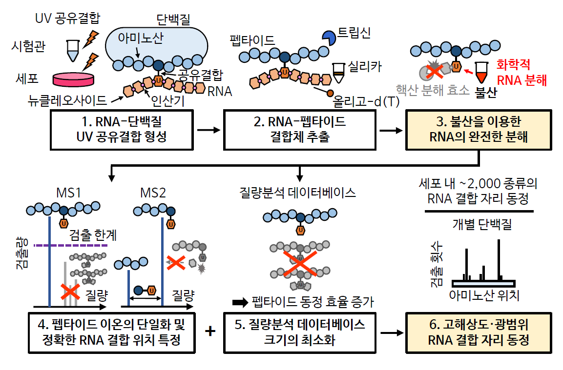 이번에 개발한 결합자리 동정기술 모식도