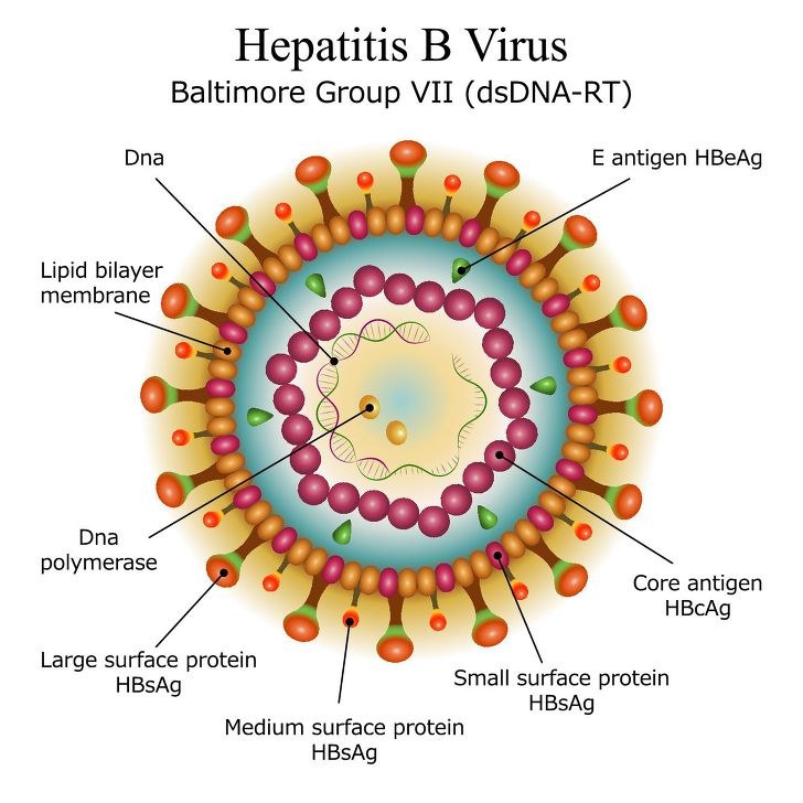B형감염바이러스의 구조