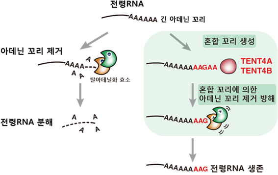 B형감염바이러스의 구조