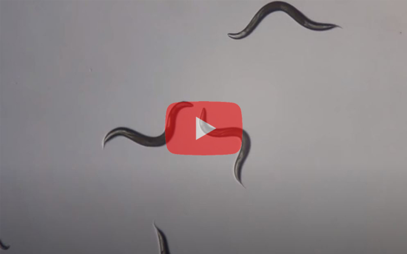 Watch the graceful move of C. elegans