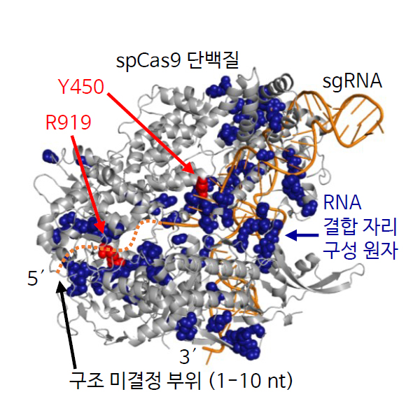 RNA 결합자리가 드물게 알려진 spCas9 단백질과 sgRNA의 결합. 84개의 결합자리가 파란색으로 표시돼 있다. 이중 붉은색 두 결합자리는 유전자 편집기능에 중요하다.
