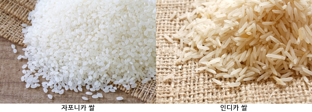 세계 쌀 생산량의 90%를 차지하는 인디카 쌀(우)은 한국과 일본에서 부로 소비되는 자포니카 쌀(좌)보다 모양새가 길쭉하고 찰기가 없다.