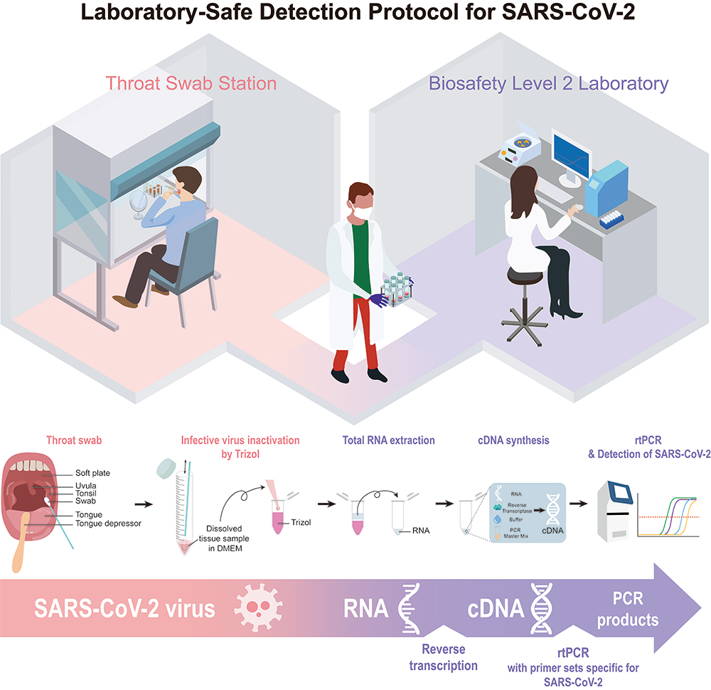 연구실 안정성을 고려한 사스코로나바이러스-2 검출 프로토콜. IBS 연구진은 생물학 실험실에서 진행할 수 있는 민감성 높은 검출법을 제안했다.