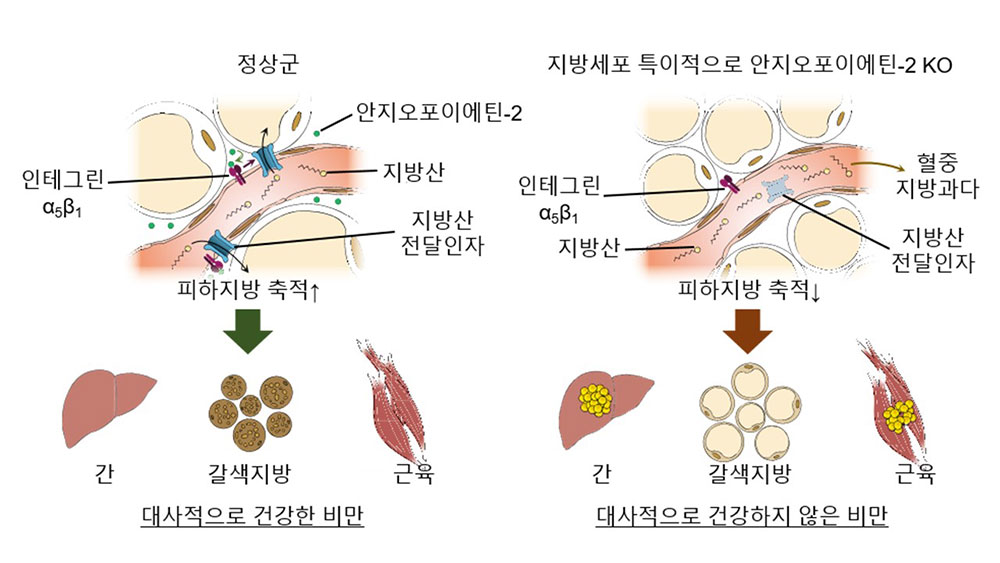 피하지방 내 모세혈관의 지방산 전달 기능과 이에 따른 대사질환과의 연관성을 나타낸 모식도