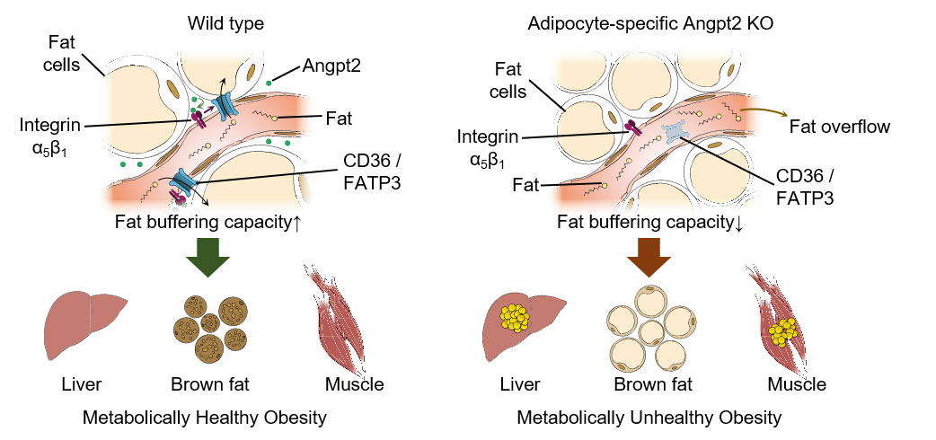 Figure 2 Endothelial-to-adipocyte fatty acid transport determines metabolic health.