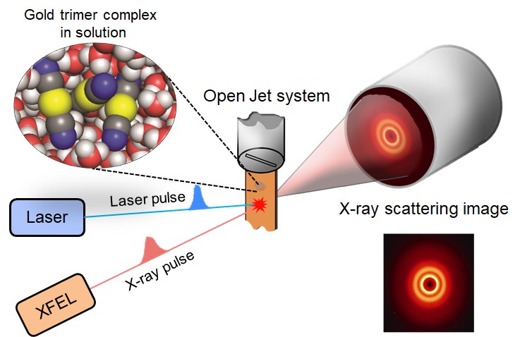 Figure 1 A schematic of the femtosecond x-ray scattering technique. The bond formation reaction in a gold trimer complex is initiated by a laser pulse, and a three-dimensional structure after a certain time delay is detected by an x-ray scattering image. (Credit: IBS)