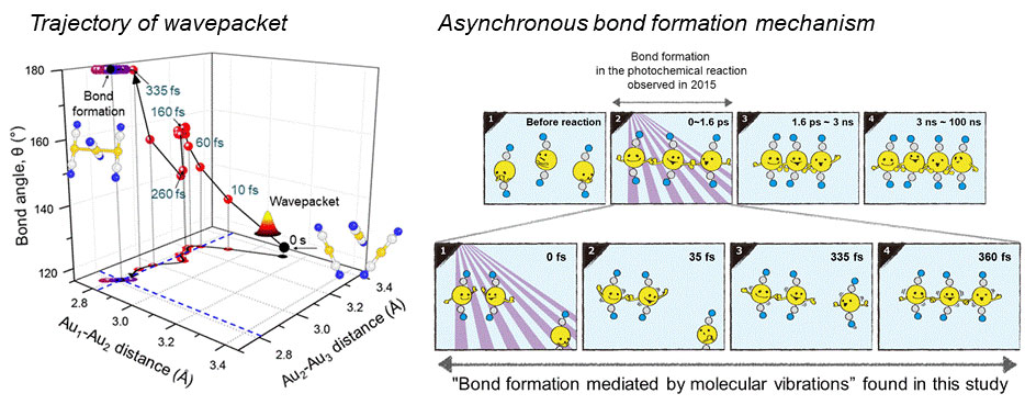 Figure 1 (left) Time-dependent positions of the wave packet in the multidimensional nuclear coordinates were obtained from the femtosecond x-ray scattering experiment on a gold trimer complex. (Credit: Nature & IBS)
(right) By inspecting the motion of the wave packet, it was revealed that the bond formation reaction in the gold trimer complex occurs through an asynchronous bond formation mechanism. (Yellow: gold atoms, gray: carbon atom, blue: nitrogen atom, 1000 times 1 fs is 1 picosecond (ps), 1000 times 1 ps is 1 nanosecond (ns)) (Credit: KEK IMSS)