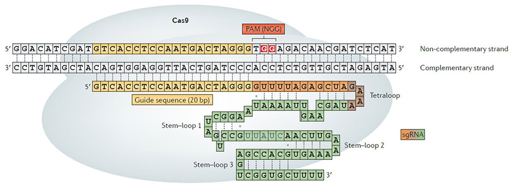 Figure 1 Schematics of the CRISPR-Cas9 system. A guide RNA guides Cas9 to the target DNA sequence, which is followed by the short protospacer adjacent motif (PAM). Researchers across the globe have been adopting this technology to cut DNA at desired positions (Credit: Kim, H., & Kim, J. S. Nature Reviews Genetics, 2014).