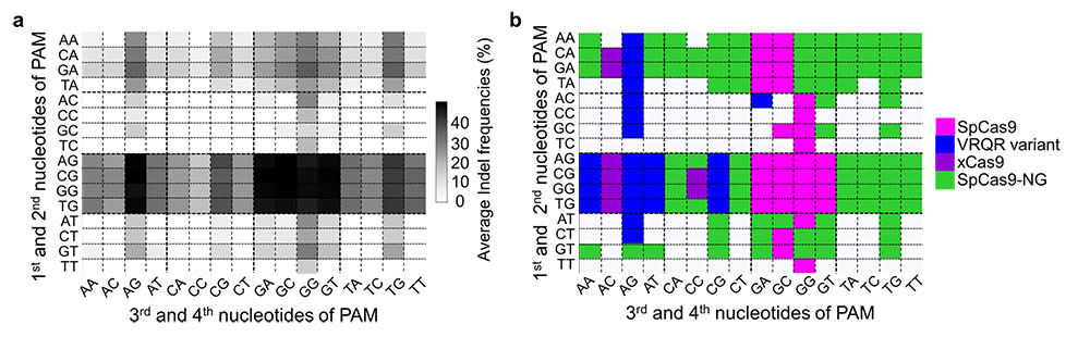 Figure 2 PAM compatibilities for SpCas9 variants. (a) Darker colors indicates higher frequency of DNA cleavage. (b) Among these four variants (SpCas9, VRQR, xCas9 and SpCas9-NG), SpCas9-NG has been the traditional choice for all PAM sequences that have a guanine (G) as the second nucleotide. However, these results shows that for PAM sequences AGAG and GGCG, for example, the Cas9 variant VRQR (in blue) would be preferable.