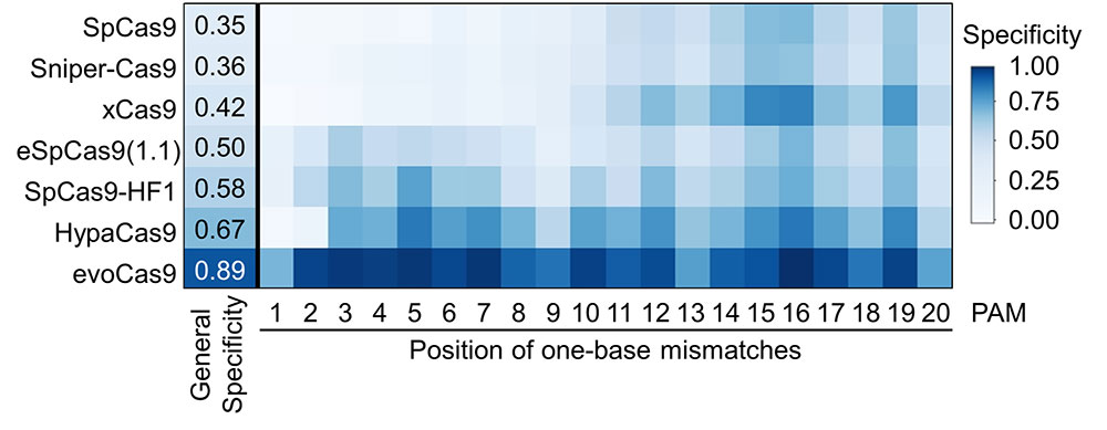 Figure 3 Comparing the specificity of the SpCas9 variants with a DNA sequence that has a single mismatch between the guide RNA and the target sequence. evoCas9 and the original SpCas9 exhibit the highest and the lowest specificity, respectively.