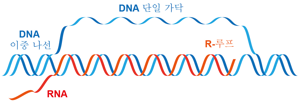 그림 1. R-루프 (R-loop) 구조