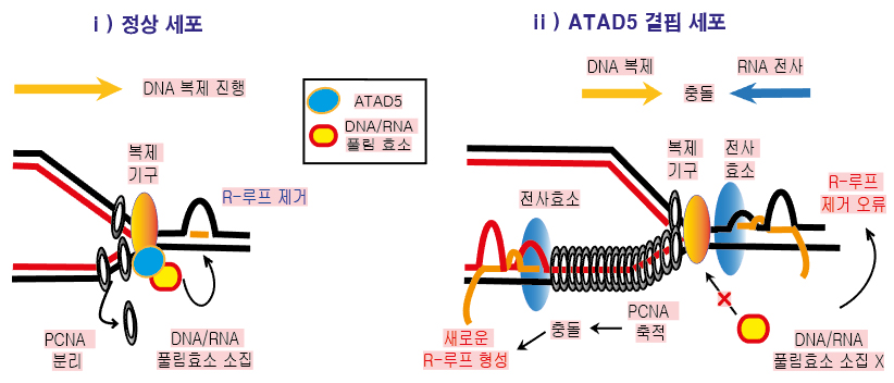 그림 2. DNA 복제 과정에서 ATAD5 단백질의 R-루프 조절 메커니즘
