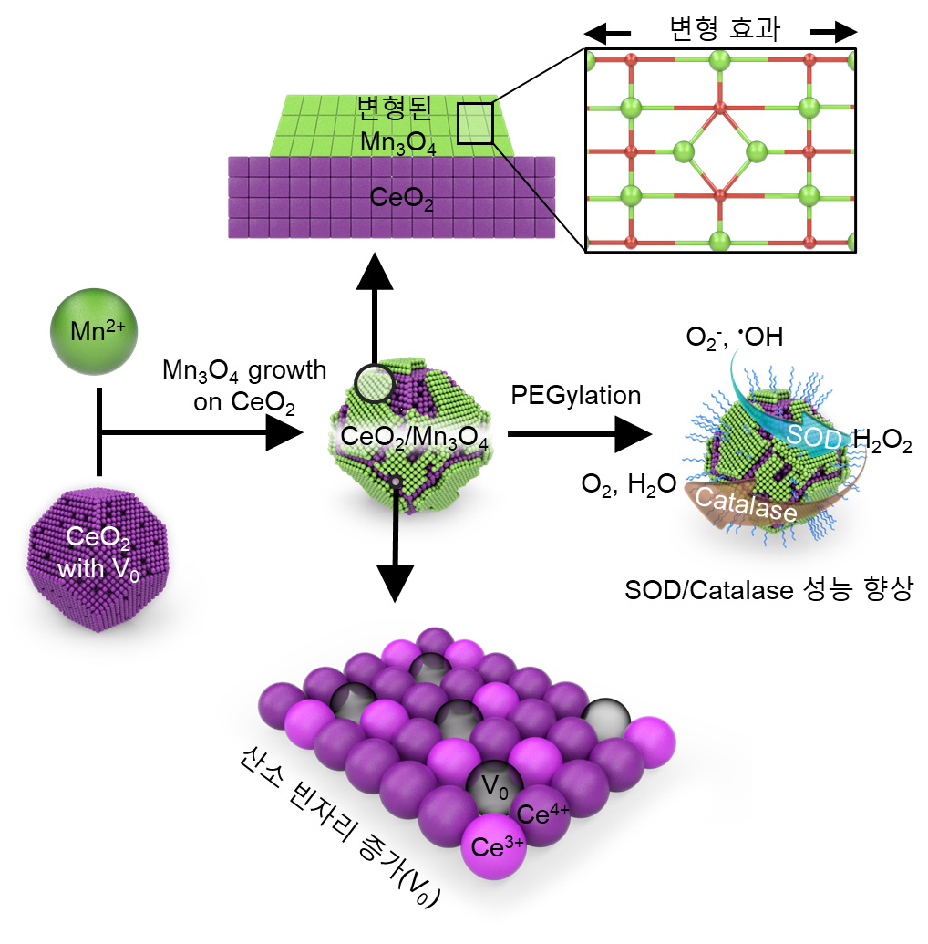 [그림 2] 세륨-망간 산화물 헤테로 나노입자 합성 과정