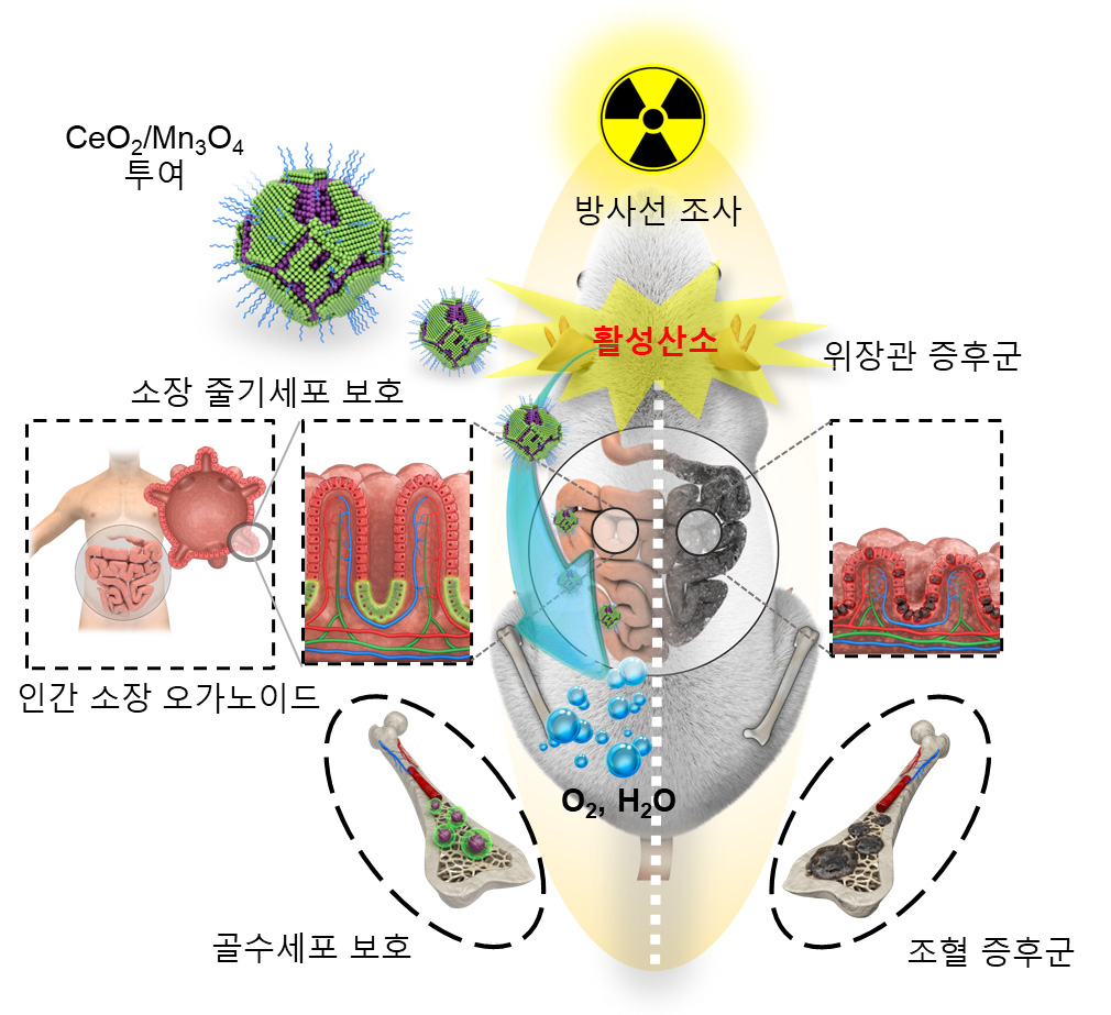 [그림 3] 세륨-망간 산화물 헤테로 나노입자의 방사선 보호 효과