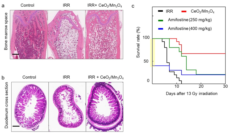 Figure 3. a) H&E-stained femur sections 3 days after irradiation. b) H&E staining of longitudinally sectioned duodena 5 days after irradiation. c) Survival rates over 30 days after 13 Gy Total body irradiations.