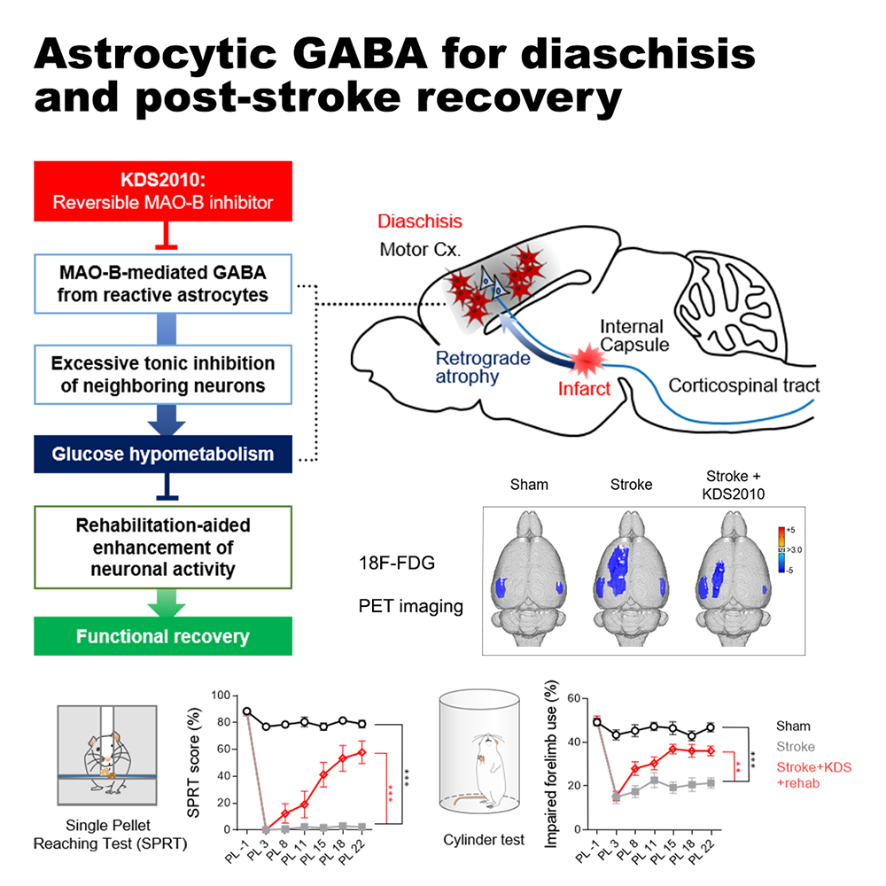 Figure 1. Schematic diagram of subcortical stroke effects on the mouse brain and suggested therapeutic approach.