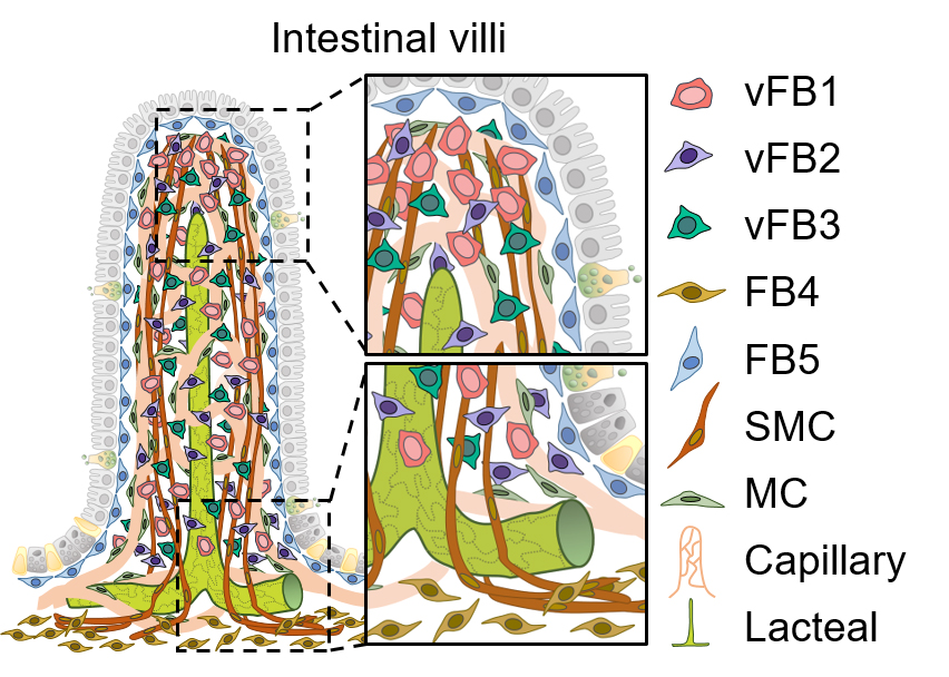 Figure 1: Schematic image depicting intestinal villi – fingerlike projections that cover the intestinal wall and absorb nutrients in the small intestine.