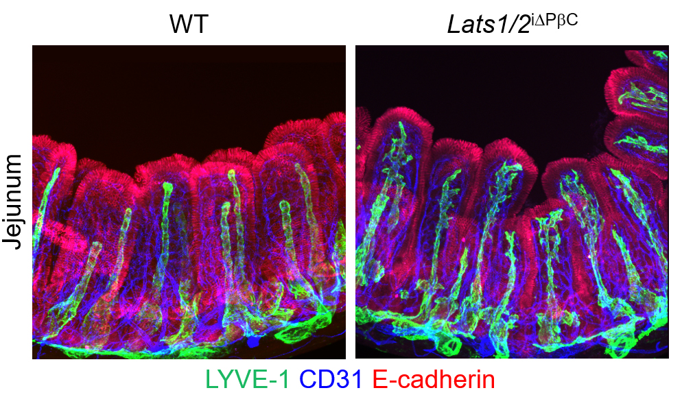Figure 2: YAP/TAZ hyperactivation in intestinal stromal cells induces lacteal sprouting and branching.