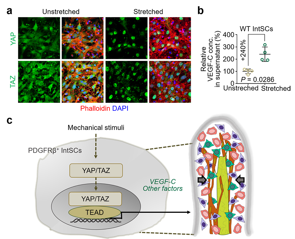 Figure 3: Mechanical stress induces YAP/TAZ activation in intestinal stromal cells.