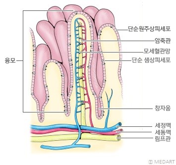 소장 내 융모의 구조