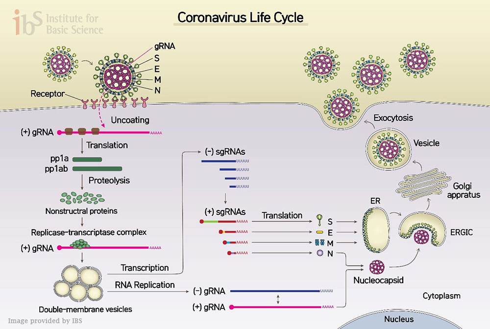 Figure 1 The life cycle of SARS-CoV-2