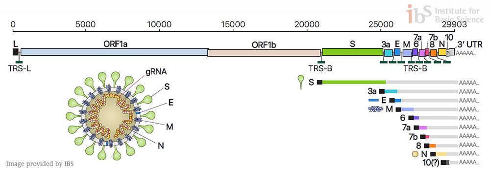 Figure 2 Composition of genomic and subgenomic RNAs of SARS-CoV-2, and schematic diagram of virus particle structure