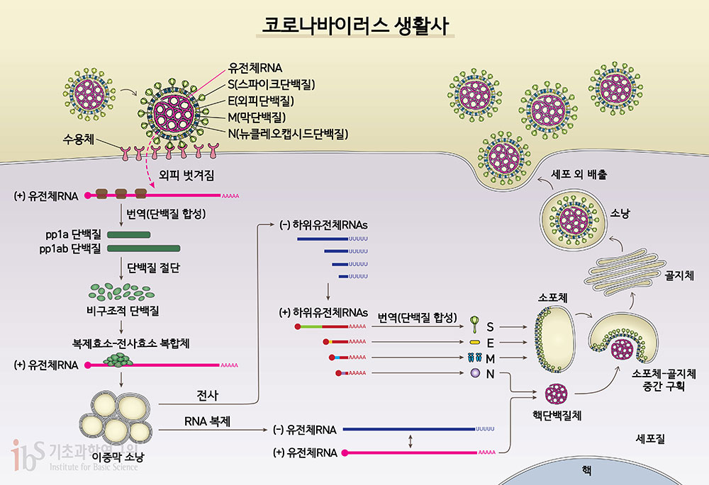 그림 1. 사스코로나바이러스-2(SARS-CoV-2)의 생활사