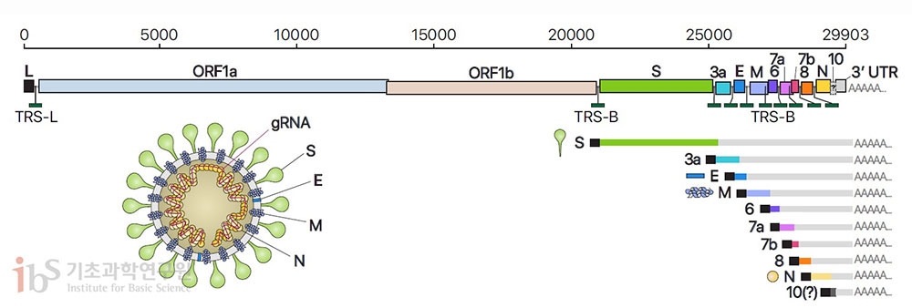 사스코로나바이러스-2(SARS-CoV-2)의 유전체RNA 및 하위유전체RNA 구성, 바이러스 입자 구조의 모식도