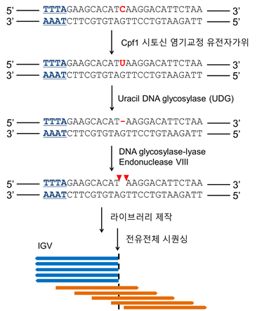 그림 2. Cpf1 시토신 염기교정 유전자가위 절단 유전체 시퀀싱 기법 적용 과정