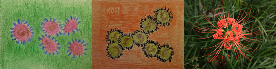 코로나19를 일으키는 사스코로나바이러스-2는 표면에 돌기형태의 스파이크단백질 분자가 촘촘히 달려있는 형태다. 스파이크단백질은 사람의 비강이나 호흡기 섬모세포에 다량 존재하는 수용체(ACE2)를 활용하여 세포 내로 침투한다. 가을에 꽃이 피는 상사화(오른쪽)가 사스코로나바이러스-2와 모양이 유사하다. (고규영 그림, 사진 출처: Pixabay)