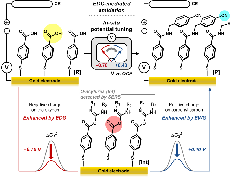 Figure 3. EDC-mediated amidation reaction with in-situ potential tuning.