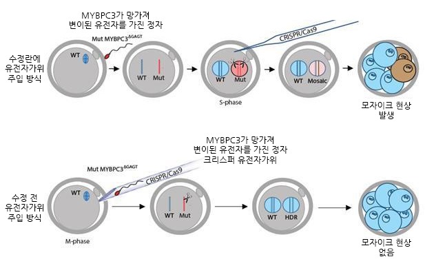 ▲ IBS 유전체 교정 연구단은 미국과의 공동연구를 통해 2017년 국제학술지 네이처(Nature)에 난자와 정자가 수정된 후 유전자 가위를 적용하는 기존 방식(위)이 아닌 난자에 정자와 크리스퍼 유전자가위를 동시에 주입하는 방식(아래)을 도입했다. 이 방식으로 유전자를 교정해 비후성 심근증이 유전될 확률을 50%에서 27.6%로 줄였다. 